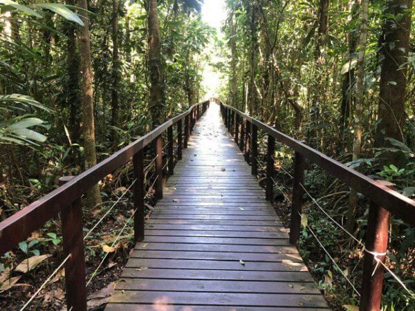 2-mile-bridge-ancient-trees-park