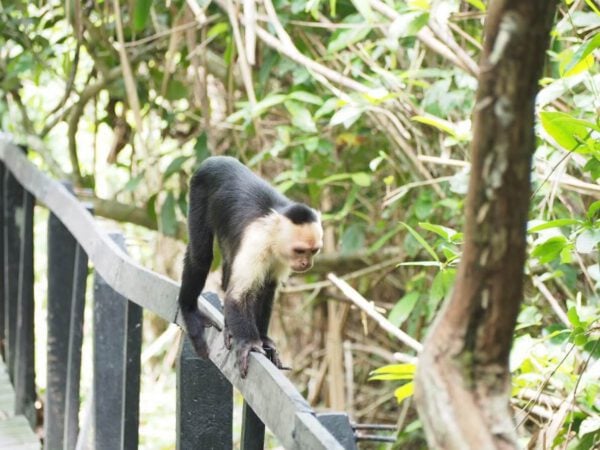 capuchin-monkey-walking-over-rail-bridge