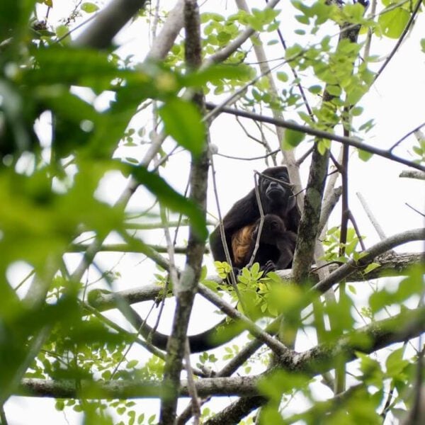 howler-monkey-high-in-tree