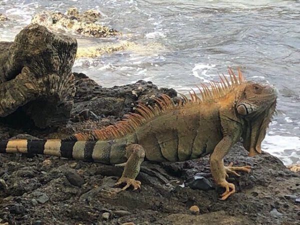 Cahuita Nationaal Park Wandelen | Ingang Cahuita | Halve dag - Afbeelding 12