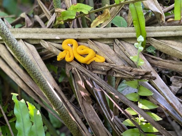 yellow-viper-snake-cahuita-park
