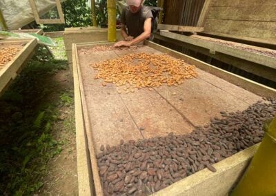 jungle tour in costa rica cacao drying