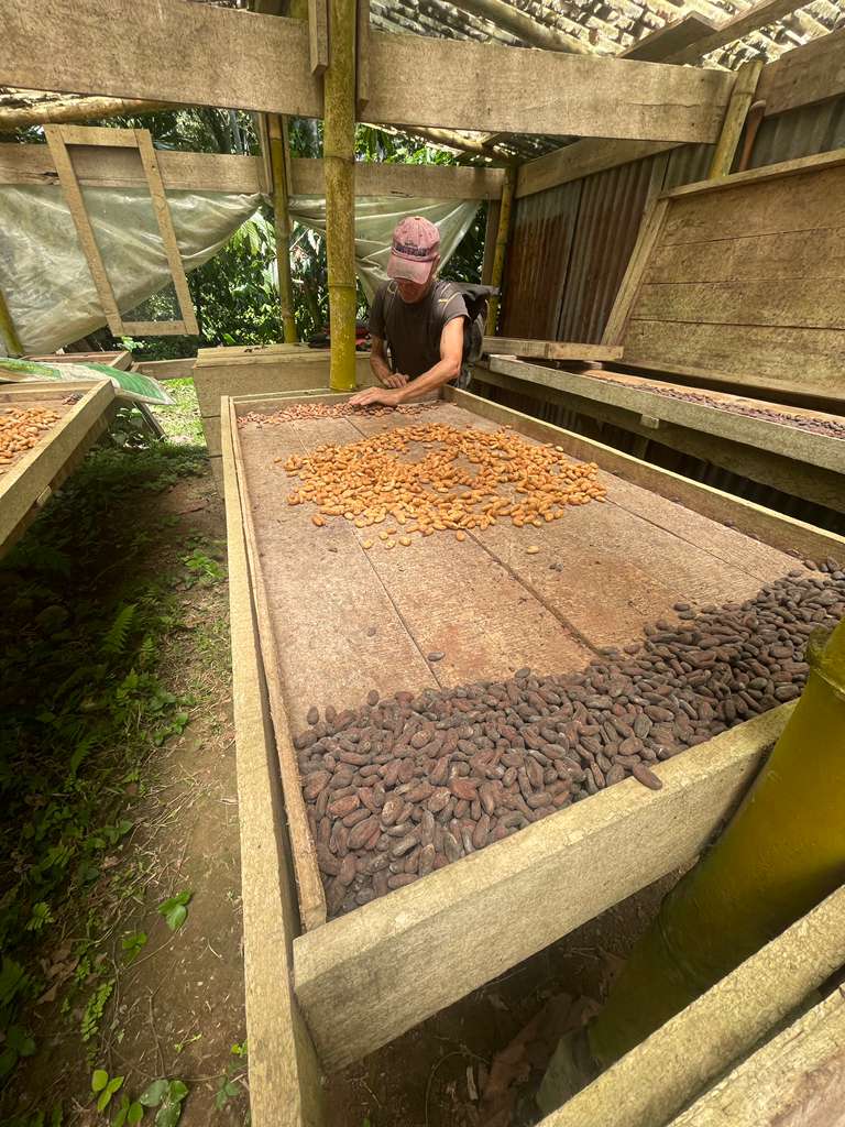 jungle tour in costa rica cacao drying