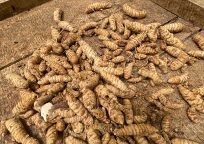 Pile of root vegetables on table tumeric